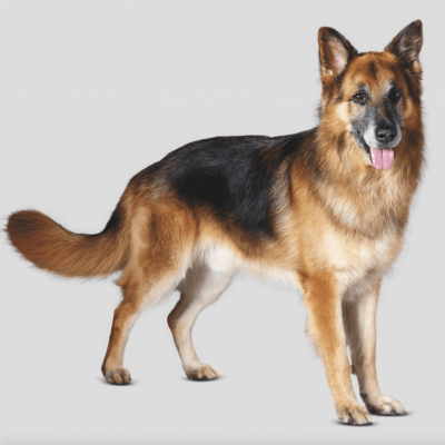 Dog Wall Mount